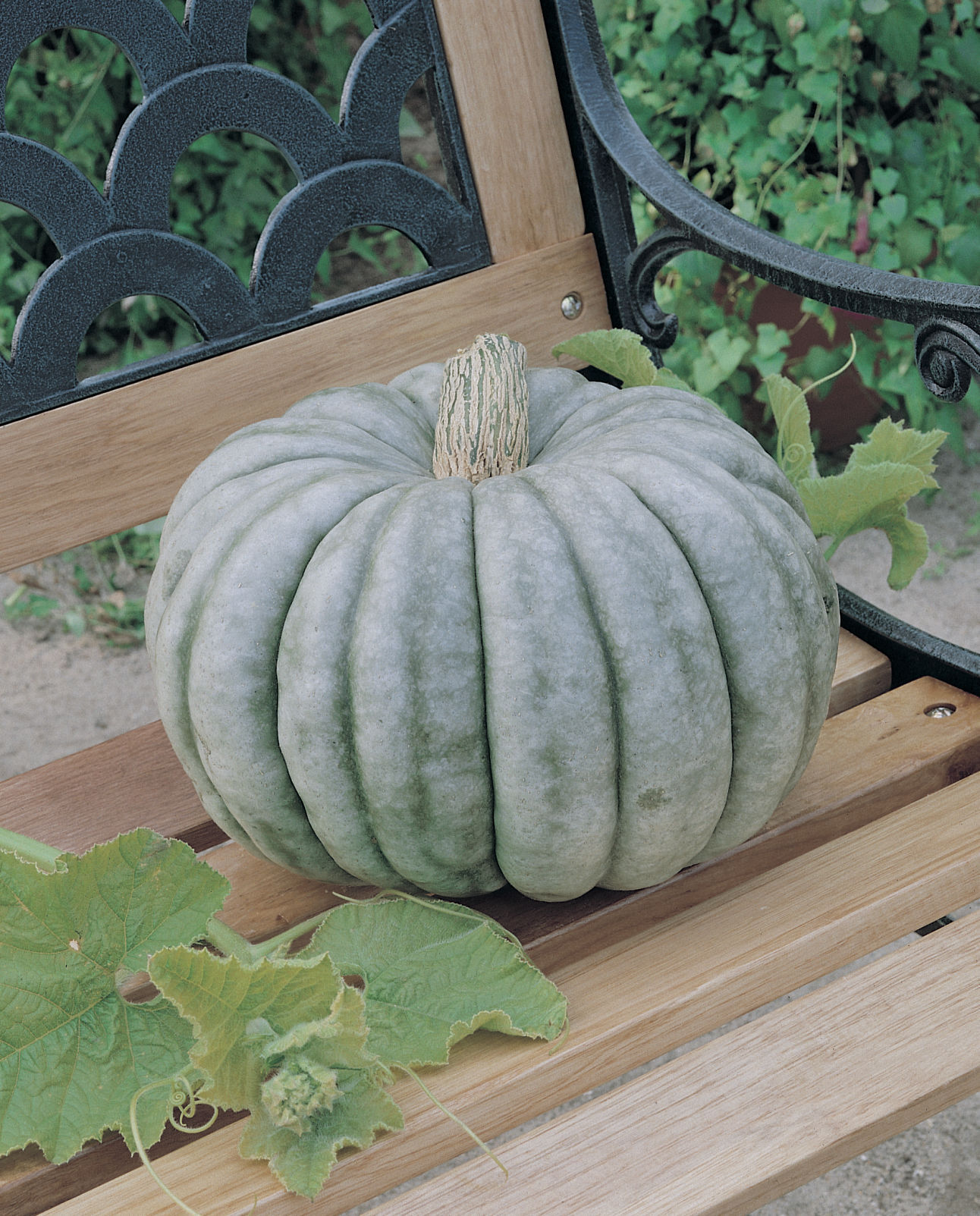 Pumpkin_Jarradale_GardenTrends.jpg